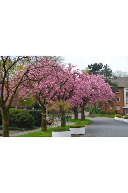 Мигдаль трилопатевий Плена